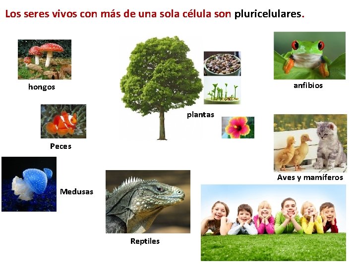 Los seres vivos con más de una sola célula son pluricelulares. anfibios hongos plantas