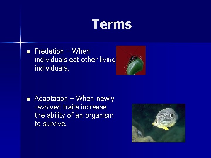 Terms n Predation – When individuals eat other living individuals. n Adaptation – When