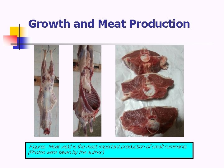 Growth and Meat Production Figures: Meat yield is the most important production of small
