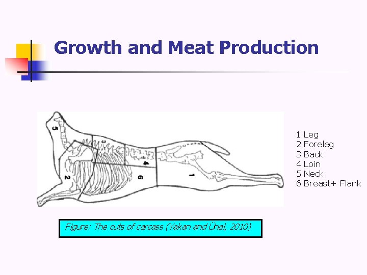 Growth and Meat Production 1 2 3 4 5 6 Figure: The cuts of