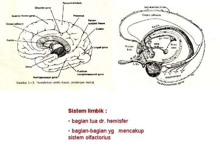 Sistem limbik : • bagian tua dr. hemisfer • bagian-bagian yg mencakup sistem olfactorius