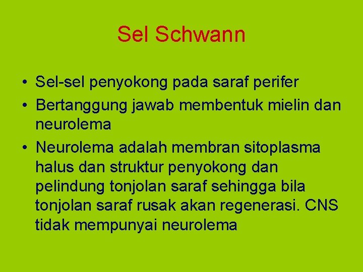 Sel Schwann • Sel-sel penyokong pada saraf perifer • Bertanggung jawab membentuk mielin dan