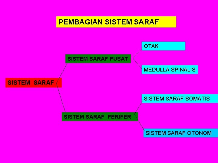 PEMBAGIAN SISTEM SARAF OTAK SISTEM SARAF PUSAT MEDULLA SPINALIS SISTEM SARAF SOMATIS SISTEM SARAF