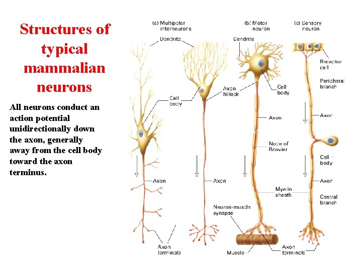 Structures of typical mammalian neurons All neurons conduct an action potential unidirectionally down the