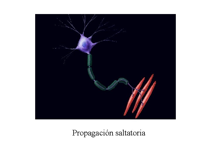 Propagación saltatoria 