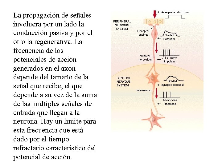 La propagación de señales involucra por un lado la conducción pasiva y por el