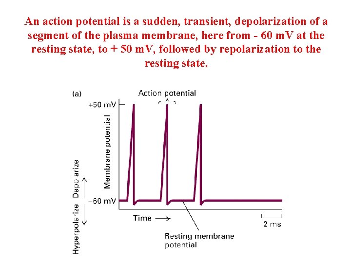 An action potential is a sudden, transient, depolarization of a segment of the plasma