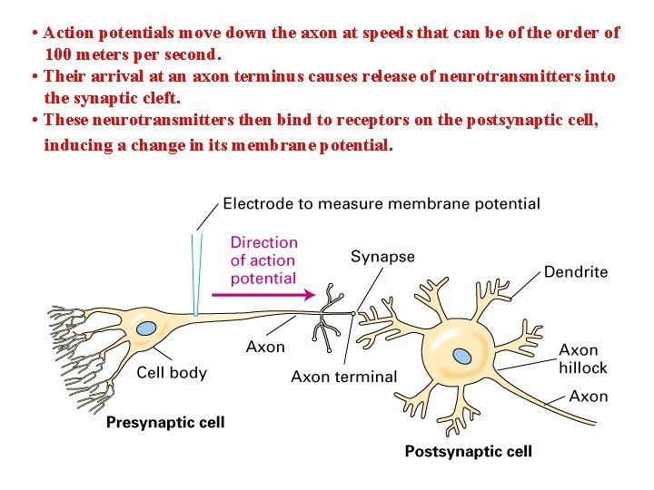  • Action potentials move down the axon at speeds that can be of