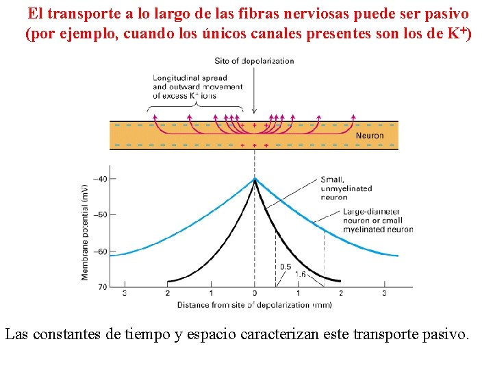 El transporte a lo largo de las fibras nerviosas puede ser pasivo (por ejemplo,