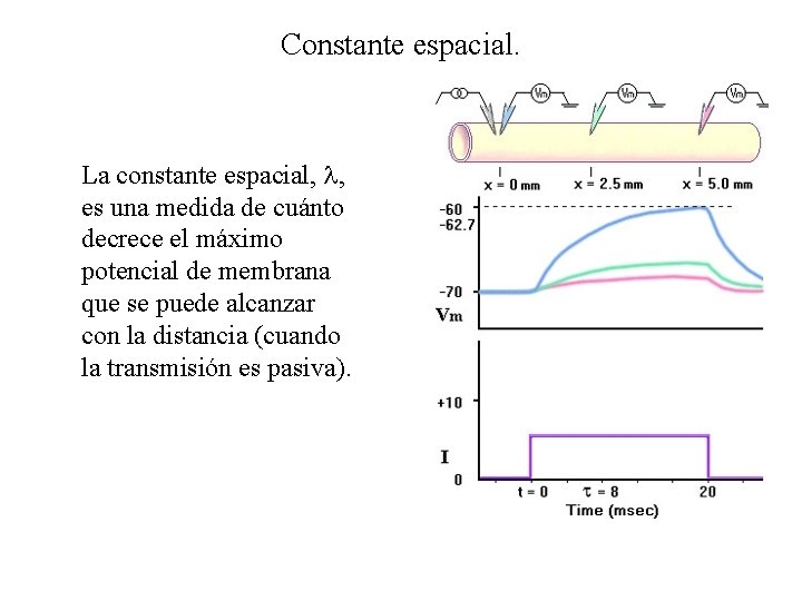 Constante espacial. La constante espacial, l, es una medida de cuánto decrece el máximo