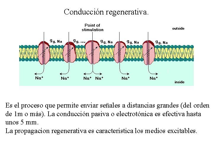 Conducción regenerativa. Es el proceso que permite enviar señales a distancias grandes (del orden