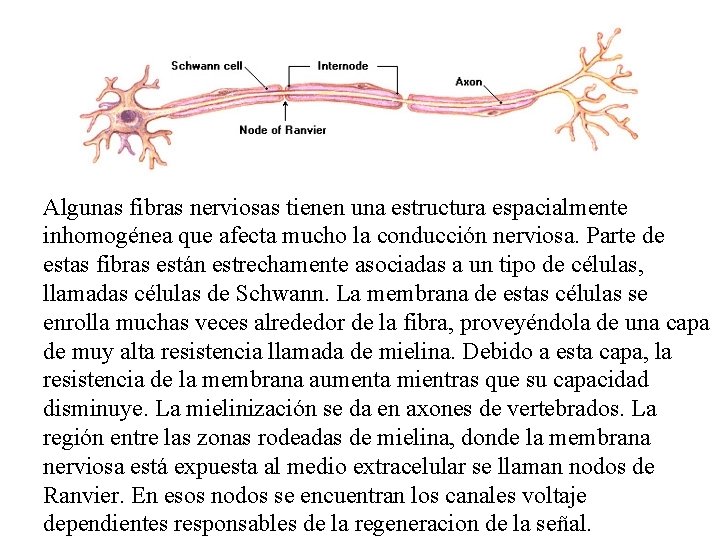 Algunas fibras nerviosas tienen una estructura espacialmente inhomogénea que afecta mucho la conducción nerviosa.