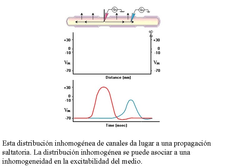 Esta distribución inhomogénea de canales da lugar a una propagación saltatoria. La distribución inhomogénea