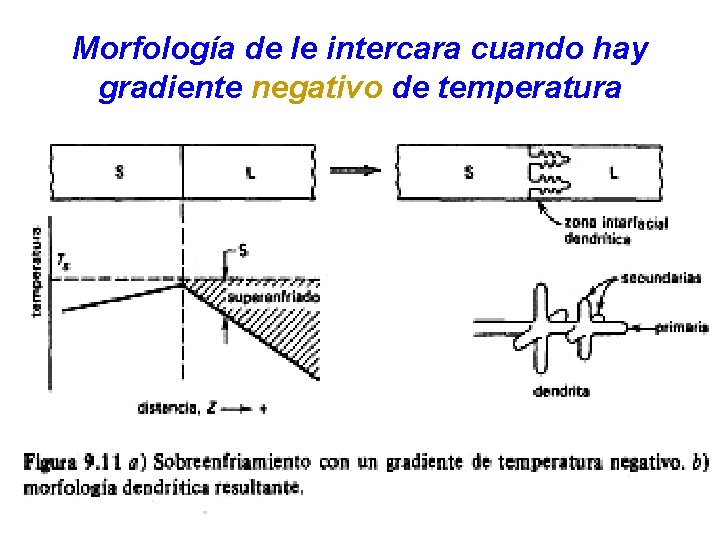 Morfología de le intercara cuando hay gradiente negativo de temperatura 