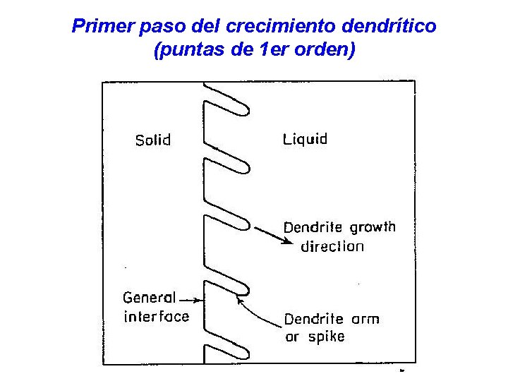 Primer paso del crecimiento dendrítico (puntas de 1 er orden) 