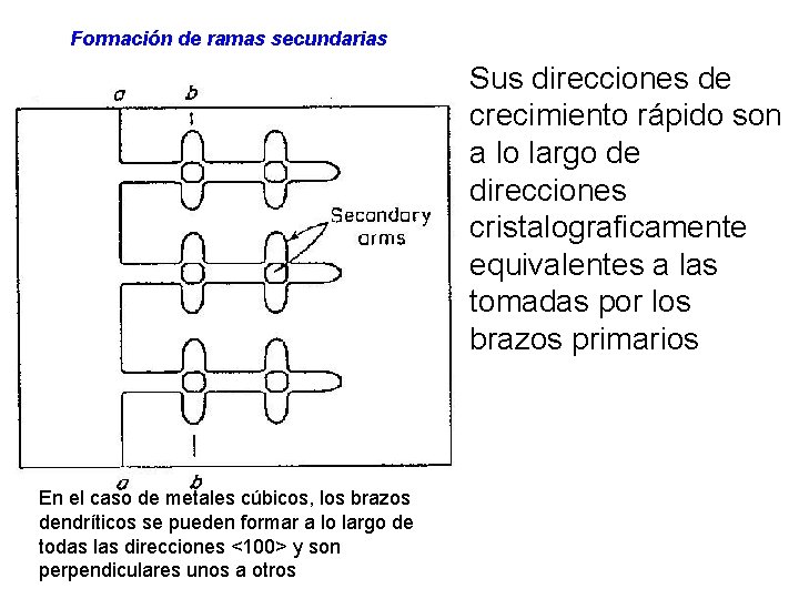 Formación de ramas secundarias Sus direcciones de crecimiento rápido son a lo largo de