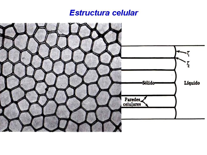 Estructura celular 