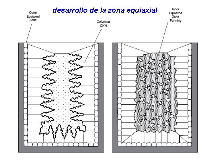 desarrollo de la zona equiaxial 