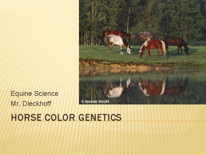 Equine Science Mr. Dieckhoff HORSE COLOR GENETICS 