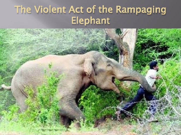 The Violent Act of the Rampaging Elephant 