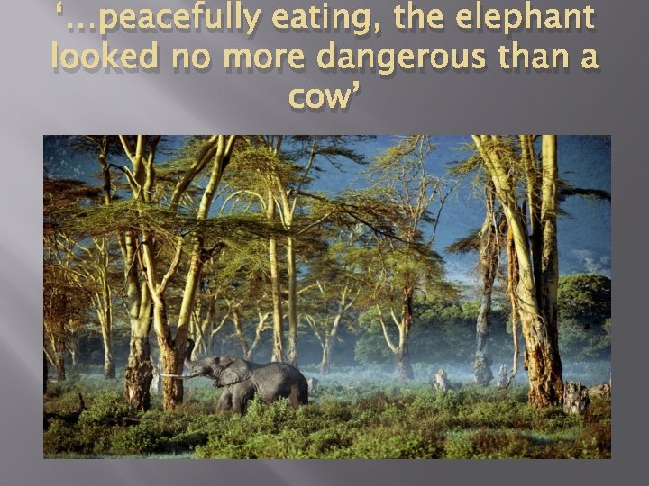 ‘…peacefully eating, the elephant looked no more dangerous than a cow’ 