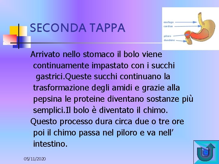 SECONDA TAPPA Arrivato nello stomaco il bolo viene continuamente impastato con i succhi gastrici.