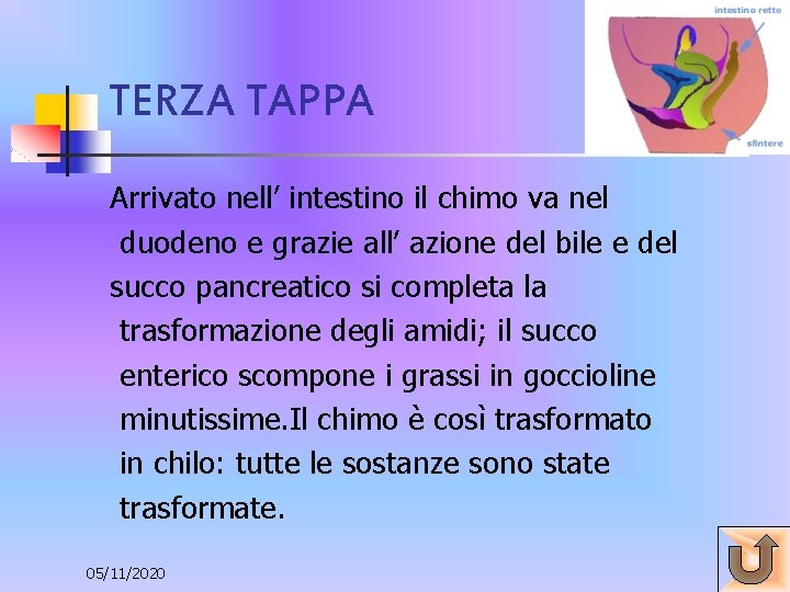 TERZA TAPPA Arrivato nell’ intestino il chimo va nel duodeno e grazie all’ azione