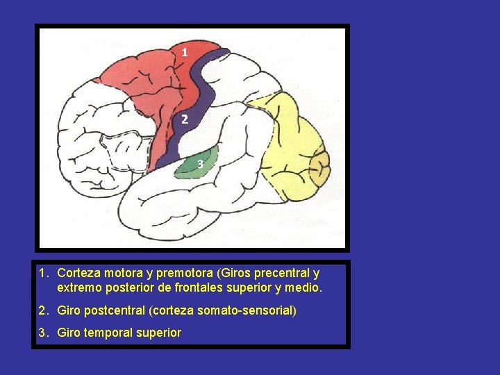 1. Corteza motora y premotora (Giros precentral y extremo posterior de frontales superior y