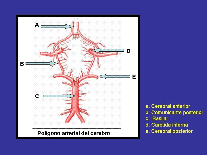 a. Cerebral anterior b. Comunicante posterior c. Basilar d. Carótida interna e. Cerebral posterior