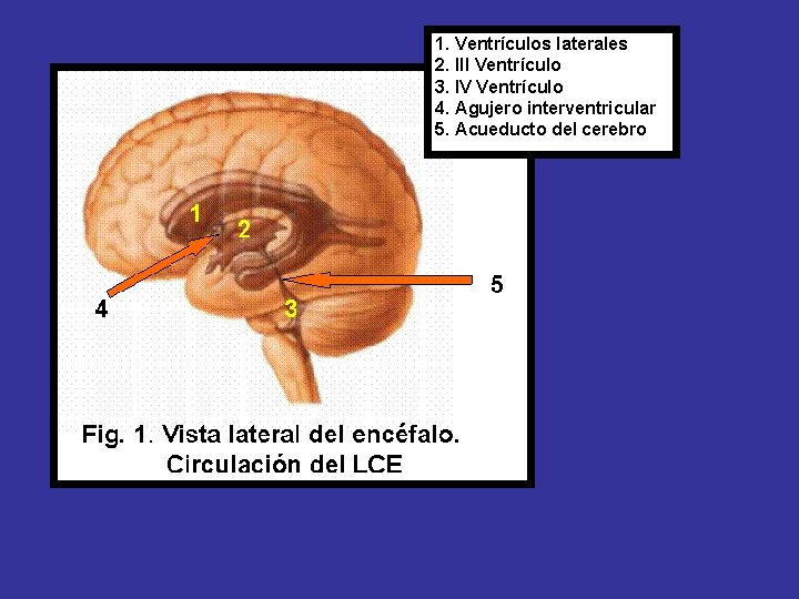 1. Ventrículos laterales 2. III Ventrículo 3. IV Ventrículo 4. Agujero interventricular 5. Acueducto