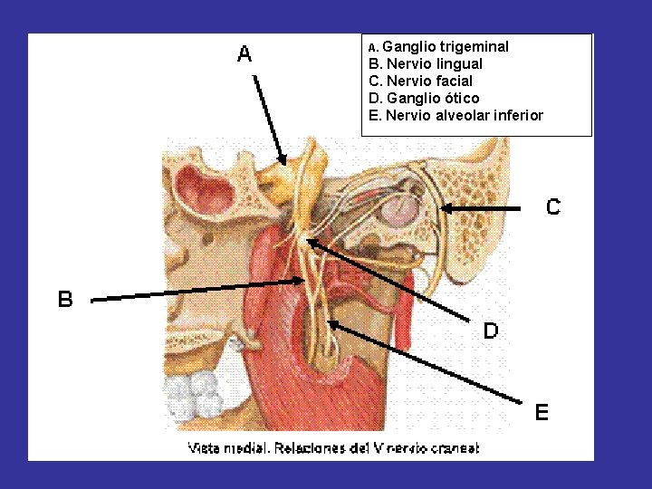 A. Ganglio trigeminal B. Nervio lingual C. Nervio facial D. Ganglio ótico E. Nervio