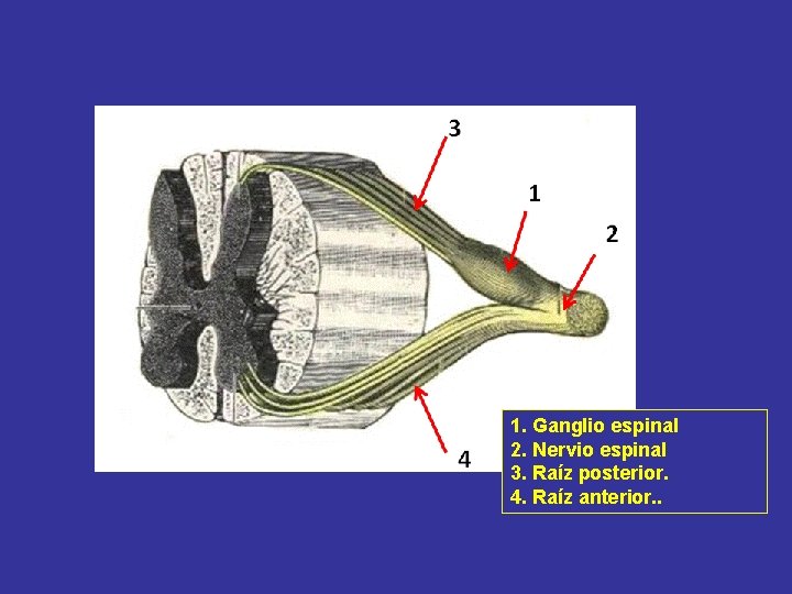 1. Ganglio espinal 2. Nervio espinal 3. Raíz posterior. 4. Raíz anterior. . 