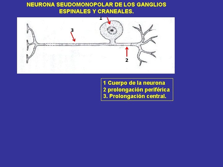 NEURONA SEUDOMONOPOLAR DE LOS GANGLIOS ESPINALES Y CRANEALES. 1 Cuerpo de la neurona 2