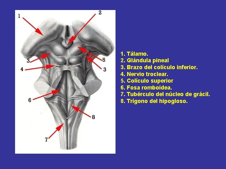 1. Tálamo. 2. Glándula pineal 3. Brazo del colículo inferior. 4. Nervio troclear. 5.