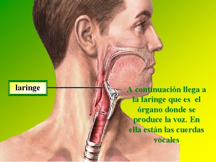 laringe A continuación llega a la laringe que es el órgano donde se produce