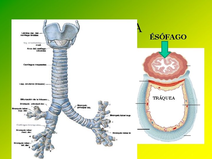 FISIOLOGÍA ÉSÓFAGO • Tráquea – Conductode unos 12 cm rodeado por anillos de cartílago.