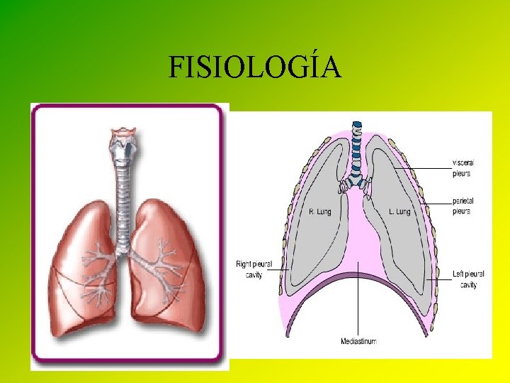 FISIOLOGÍA • El conjunto de bronquios, bronquiolos, alveolos pulmonares y una extensa red de