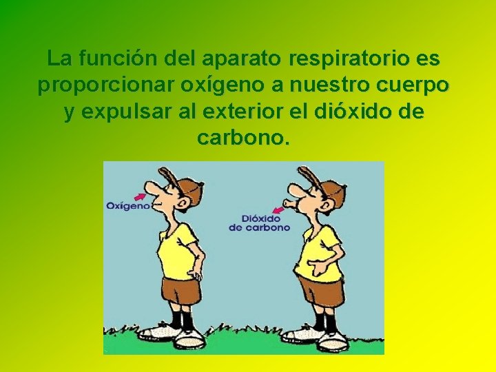 La función del aparato respiratorio es proporcionar oxígeno a nuestro cuerpo y expulsar al