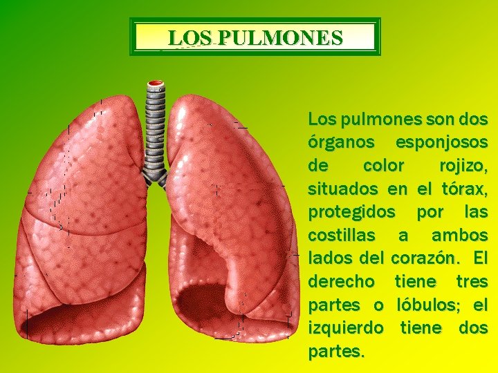 LOS PULMONES Los pulmones son dos órganos esponjosos de color rojizo, situados en el