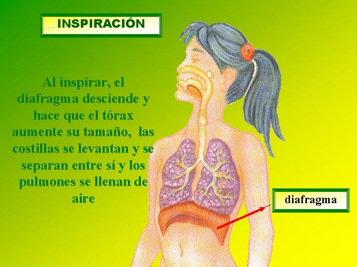 INSPIRACIÓN Al inspirar, el diafragma desciende y hace que el tórax aumente su tamaño,