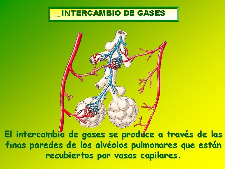 INTERCAMBIO DE GASES El intercambio de gases se produce a través de las finas