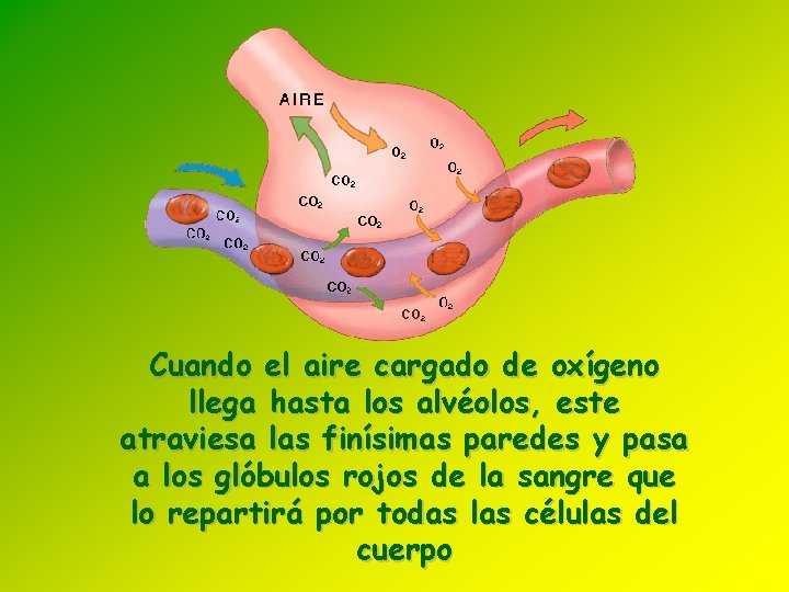 Cuando el aire cargado de oxígeno llega hasta los alvéolos, este atraviesa las finísimas