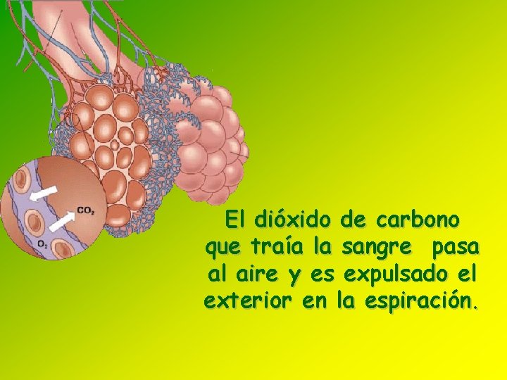 El dióxido de carbono que traía la sangre pasa al aire y es expulsado