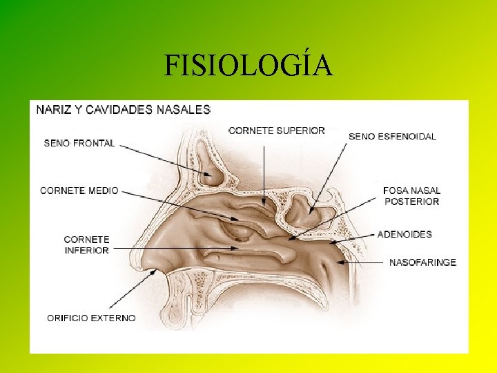 FISIOLOGÍA • FOSAS NASALES – Calientan el aire gracias a que existe una gran