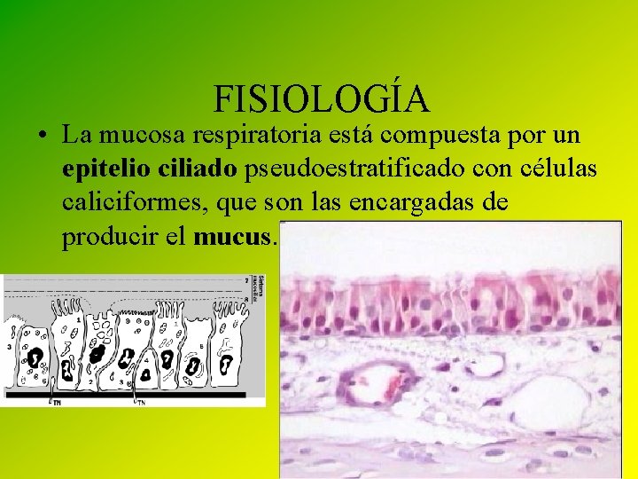 FISIOLOGÍA • La mucosa respiratoria está compuesta por un epitelio ciliado pseudoestratificado con células