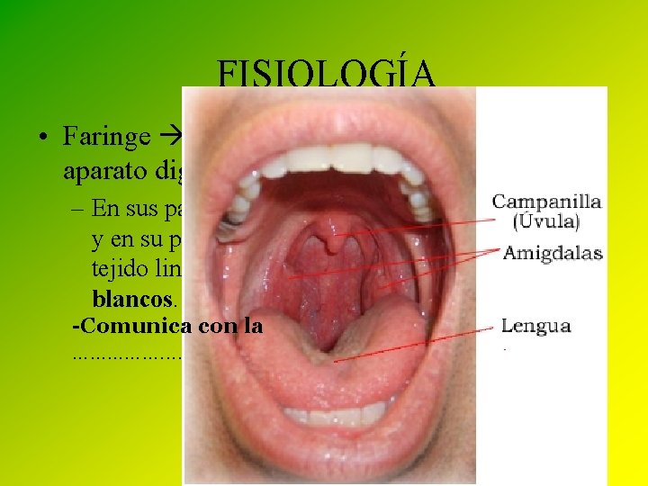 FISIOLOGÍA • Faringe Es una zona de paso común con el aparato digestivo. –