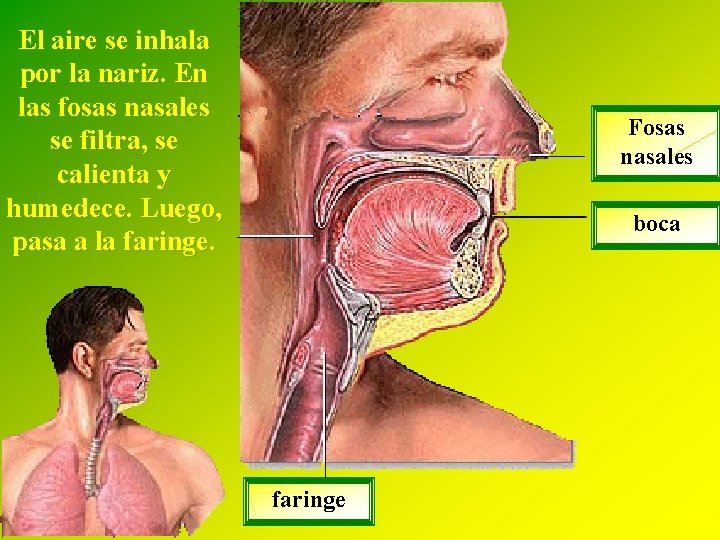 El aire se inhala por la nariz. En las fosas nasales se filtra, se