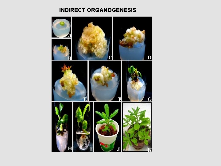 INDIRECT ORGANOGENESIS A C B E H I D F G J K 