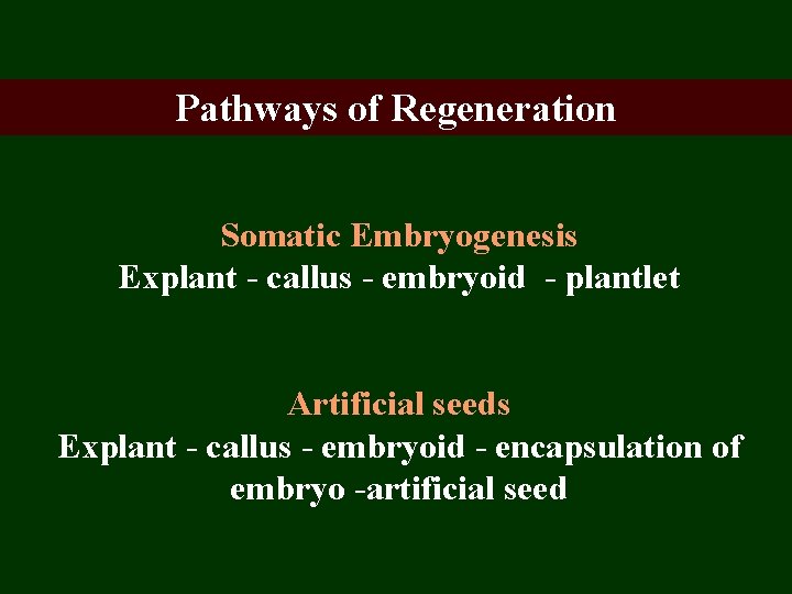Pathways of Regeneration Somatic Embryogenesis Explant - callus - embryoid - plantlet Artificial seeds