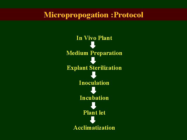 Micropropogation : Protocol In Vivo Plant Medium Preparation Explant Sterilization Inoculation Incubation Plant let